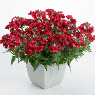 Nemesia Nesia Burgundy - Elfenspiegel