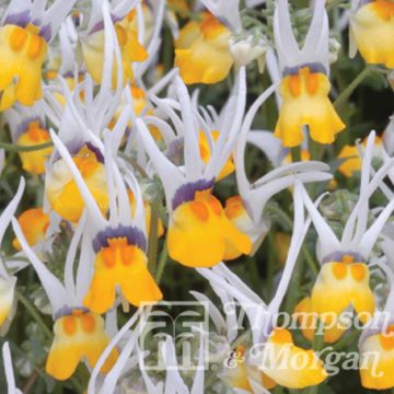 Nemesia cheiranthus Shooting Stars (zaad) - Elfenspiegel