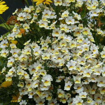 Nemesia Sunsatia Plus Little Vanilla - Elfenspiegel