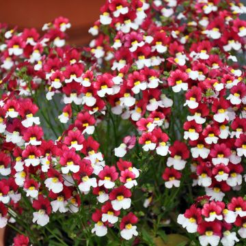Nemesia Sunsatia Cherry On Ice - Elfenspiegel