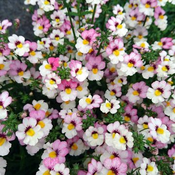 Nemesia Sunsatia Plus Lychee - Elfenspiegel
