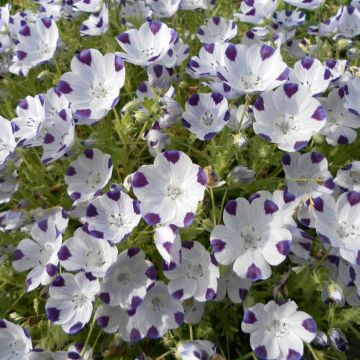 Nemophila maculata Spotty (zaad) - Babyoogjes
