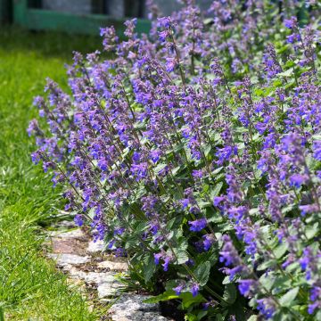 Nepeta faassenii - Kattenkruid
