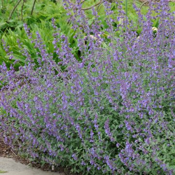 Nepeta grandiflora Summer Magic - Kattenkruid
