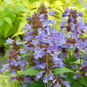 Nepeta nervosa Neptune - Kattenkruid