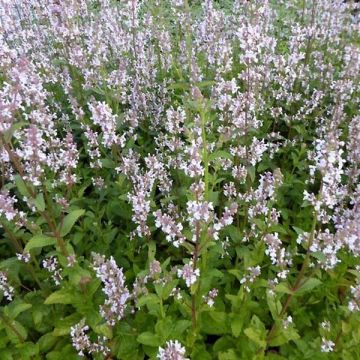 Nepeta nuda Anne's Choice - Kattenkruid