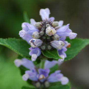 Nepeta subsessilis Blue Panther - Kattenkruid