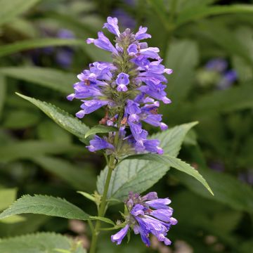 Nepeta subsessilis - Kattenkruid