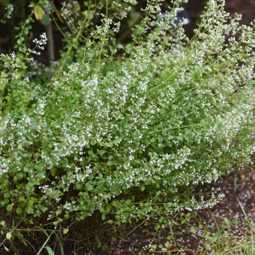 Nepeta faassenii Alba - Kattenkruid