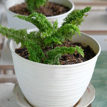 Nephrolepis exaltata Fluffy Ruffle - Fougère de Boston