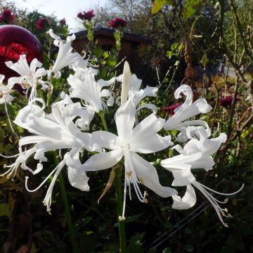 Nerine bowdenii Bianca Perla - Kliplelie