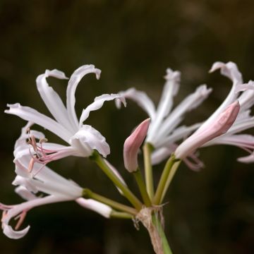 Nerine bowdenii Ostara K - Kliplelie