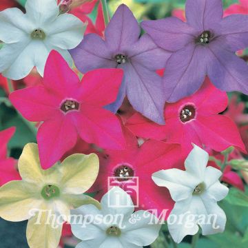 Nicotiana sanderae Eau De Cologne Mixed F1 Hybrid (zaad) - Siertabak