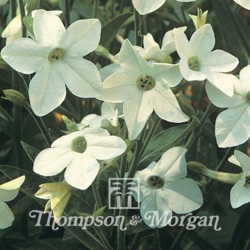 Nicotiana sanderae Fragrant Cloud (zaad) - Siertabak