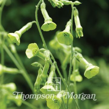 Nicotiana langsdorffii (zaad) - Siertabak