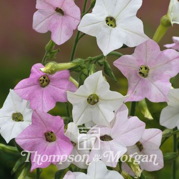 Nicotiana mutabilis Marshmallow (zaad) - Siertabak