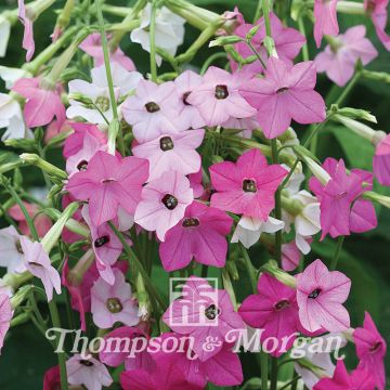 Nicotiana Whisper Mixed F1 hybrid (zaad) - Siertabak