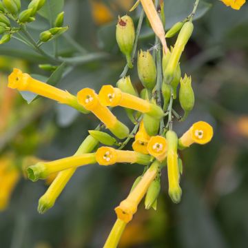Nicotiana glauca - Boomtabak