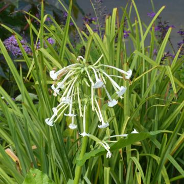 Nicotiana sylvestris (zaad) - Siertabak