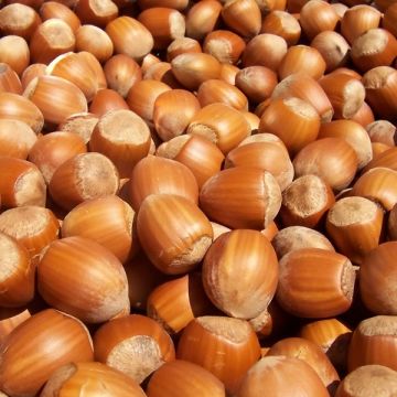 Hazelaar Pearson's Prolific / Hazelaar Nottingham Frühe