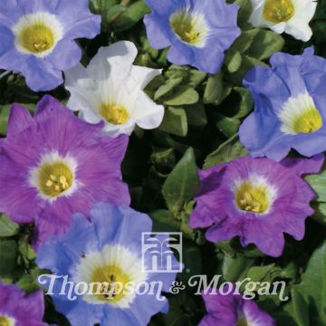 Nolana paradoxa Sun Belle Mixed (zaad) - Chileense klokbloem