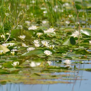 Nymphaea candida - Kleine witte waterlelie