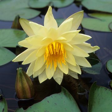 Nymphaea Charlene Strawn - Waterlelie