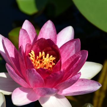 Nymphaea Conqueror - Waterlelie