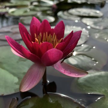 Nymphaea Froebelii - Waterlelie