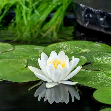 Nymphaea Gladstoniana - Waterlelie