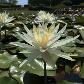 Nymphaea Hal Miller - Waterlelie