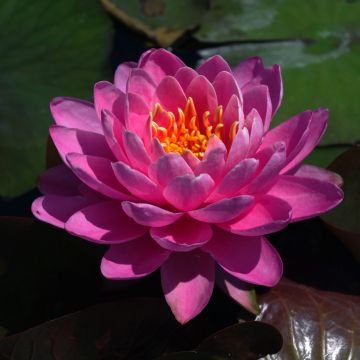 Nymphaea Fire Opal - Waterlelie