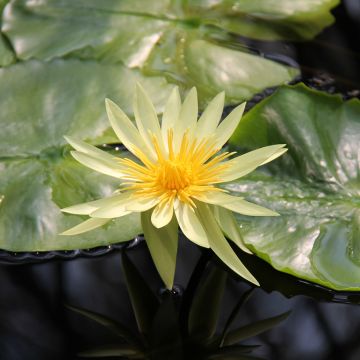 Nymphaea St. Louis Gold - Waterlelie