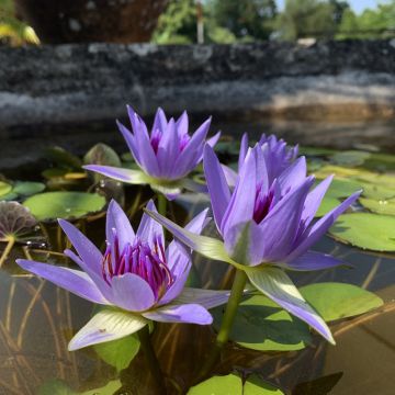 Nymphaea colorata - Waterlelie