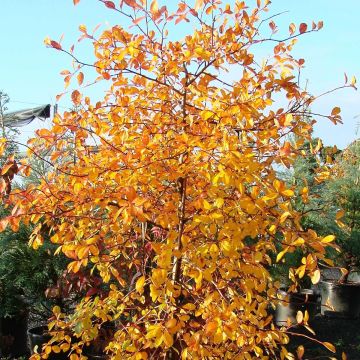 Nyssa sylvatica Autumn Cascades - Zwarte tupeloboom