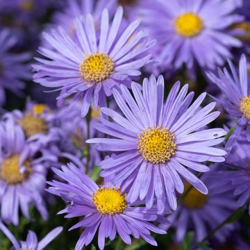 Aster amellus Grunder - Bergaster