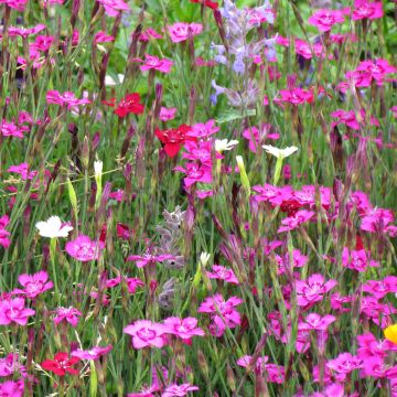 Dianthus deltoides Micro Chips (zaad) - Steenanjer
