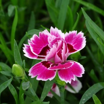 Dianthus Sunflor Red Esta - Grasanjer