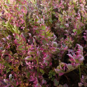 Oenanthe javanica Flamingo - Waterselderij