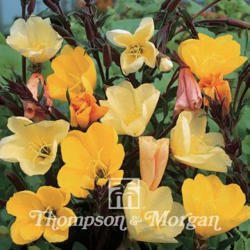 Oenothera odorata Apricot Delight (zaad) - Teunisbloem