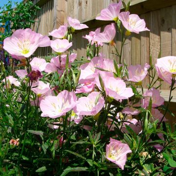 Oenothera speciosa Twilight - Teunisbloem