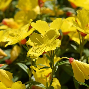 Oenothera fruticosa Sonnenwende - Teunisbloem