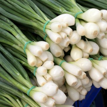 Bosui Witte van Lissabon