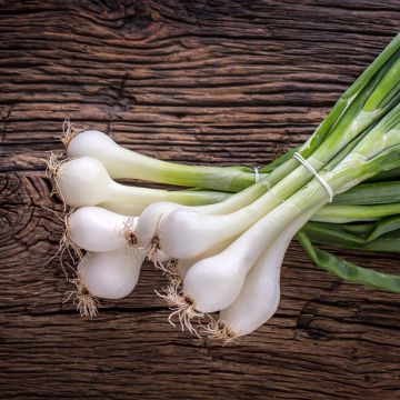 Zilverui Paris Silverskin