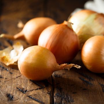 Gele ui van Mulhouse