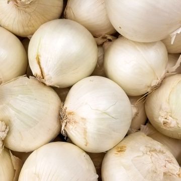 Witte ui Tonda Musona