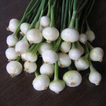Witte ui - Allium cepa (pootgoed)