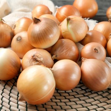 Ui Lorenzos - Vilmorin