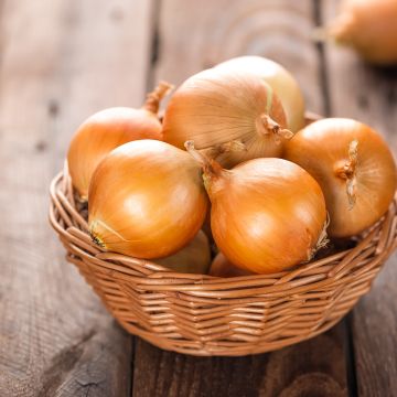 Gele ui Ramata di Milano