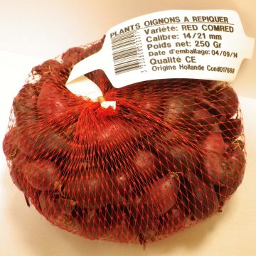 Rode ui Red Karmen (pootgoed)